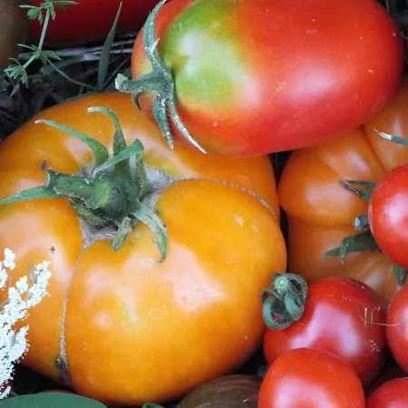 Gite, Piscine Et Table D Hotes En Campagne Gersoise
