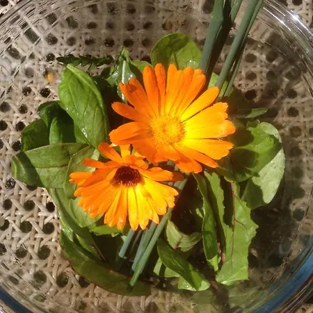 Gite, Piscine Et Table D Hotes En Campagne Gersoise דירה Lias-d'Armagnac